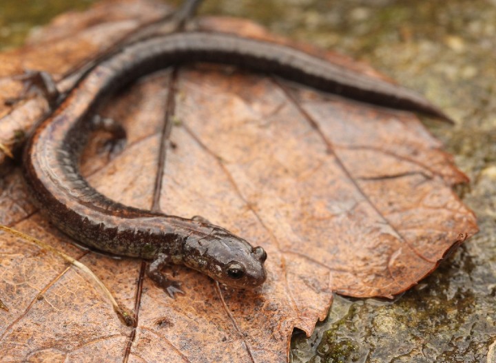 Redback Salamander